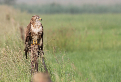 Deze Buizerd zat een beetje op te drogen na een aantal mislukte duiken in het natte gras. Hij had er zo te zien even genoeg van, want hij zat zeker tien minuten lang zo te doezelen met z'n ogen half dicht.