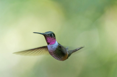 <i class='fa fa-user'></i> wouterroepel |   Costaricaanse Boself  <i class='fa fa-eye'> 214</i>  <i class='fa fa-thumbs-up'> 9</i>   <i class='fa fa-comment-o'> 5</i>