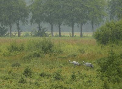 <i class='fa fa-user'></i> sieb |   Kraanvogel  <i class='fa fa-eye'> 426</i>  <i class='fa fa-thumbs-up'> 19</i>   <i class='fa fa-comment-o'> 18</i>