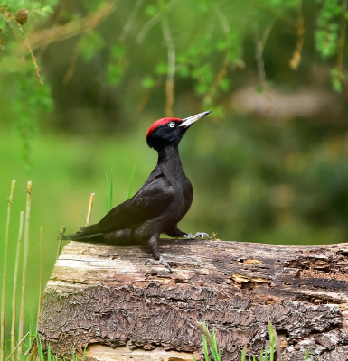 <i class='fa fa-user'></i> Ruud Scherpenisse |   Zwarte Specht  <i class='fa fa-eye'> 463</i>  <i class='fa fa-thumbs-up'> 19</i>   <i class='fa fa-comment-o'> 8</i>