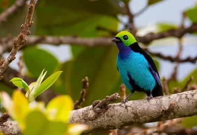 <i class='fa fa-user'></i> charlysax |   Paradijstangare  <i class='fa fa-eye'> 146</i>  <i class='fa fa-thumbs-up'> 4</i>   <i class='fa fa-comment-o'> 3</i>