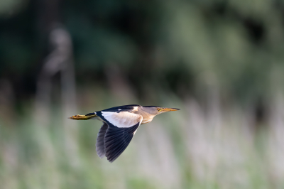 <i class='fa fa-user'></i> nielsandeweg |   Woudaap  <i class='fa fa-eye'> 480</i>  <i class='fa fa-thumbs-up'> 17</i>   <i class='fa fa-comment-o'> 15</i>