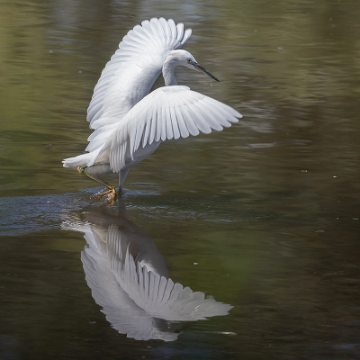 Gisteren genoten van deze Kleine Zilverreiger, wat een sierlijke jager is het.