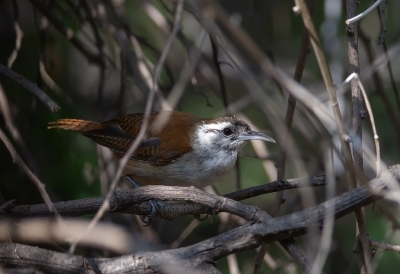 <i class='fa fa-user'></i> charlysax |   Humboldtwinterkoning  <i class='fa fa-eye'> 136</i>  <i class='fa fa-thumbs-up'> 1</i>   <i class='fa fa-comment-o'> 2</i>