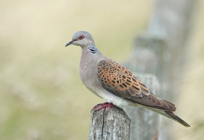 <i class='fa fa-user'></i> ko katsman |   Zomertortel  <i class='fa fa-eye'> 444</i>  <i class='fa fa-thumbs-up'> 22</i>   <i class='fa fa-comment-o'> 19</i>