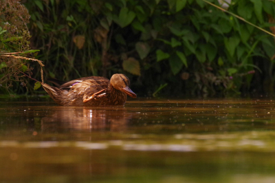 Deze wilde eend vastgelegd op de dinkel. Zich nog van het ontdoen van het laatste  water van het net genomen badje.