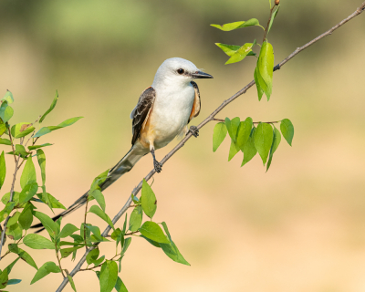 It's generally difficult to get a clean image of a STF because they usually land on fences and power lines.  This is a male.  You can tell that because the males have much longer tails.  In the US, they are primarily in the states of Texas and Oklahoma.