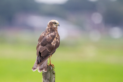 Deze Bruine Kiek zat vlak langs de weg op een paaltje. In de veronderstelling dat het een Buizerd was, reden we stapvoets dichterbij. Toen de vogel nog steeds niet opvloog, drong het pas door dat het geen Buizerd maar een Bruine Kiek was.Dat betekende dat we wat dichter bij konden komen. Gelukkig had ik net een paar foto's kunnen maken, toen er twee totaal niet-oplettende, snel lopende wandelaars aankwamen. Toen was de vogel uiteraard wel gevlogen.