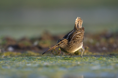 <i class='fa fa-user'></i> Ties Niehof |   Watersnip  <i class='fa fa-eye'> 378</i>  <i class='fa fa-thumbs-up'> 28</i>   <i class='fa fa-comment-o'> 12</i>