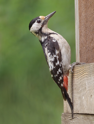 <i class='fa fa-user'></i> Jurgen Maassen |   Syrische Bonte Specht  <i class='fa fa-eye'> 217</i>  <i class='fa fa-thumbs-up'> 1</i>   <i class='fa fa-comment-o'> 1</i>