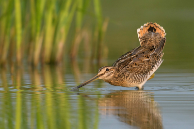 <i class='fa fa-user'></i> LubbertBoersma |   Watersnip  <i class='fa fa-eye'> 389</i>  <i class='fa fa-thumbs-up'> 27</i>   <i class='fa fa-comment-o'> 12</i>