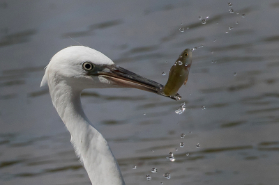 vorige week kunnen genieten vd jacht van deze Kleine Zilverreiger. viel nog niet mee om hem in beeld te vangen, temeer omdat hij regelmatig half achter het riet stond verscholen.