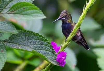 <i class='fa fa-user'></i> charlysax |   Gekuifde Draadkolibrie  <i class='fa fa-eye'> 137</i>  <i class='fa fa-thumbs-up'> 6</i>   <i class='fa fa-comment-o'> 5</i>