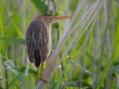 <i class='fa fa-user'></i> Marcel van der Tol |   Woudaap  <i class='fa fa-eye'> 444</i>  <i class='fa fa-thumbs-up'> 19</i>   <i class='fa fa-comment-o'> 9</i>