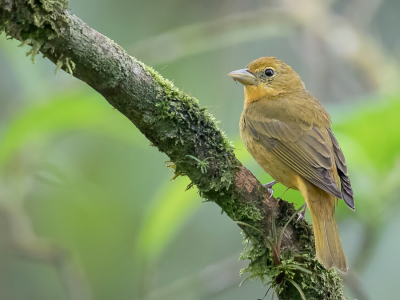 <i class='fa fa-user'></i> Paul van Giersbergen |   Zomertangare  <i class='fa fa-eye'> 104</i>  <i class='fa fa-thumbs-up'> 2</i>   <i class='fa fa-comment-o'> 2</i>