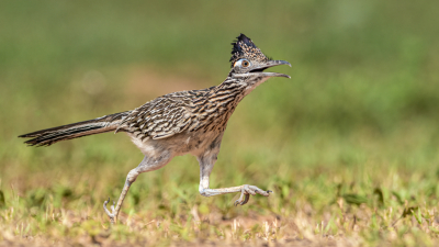 Was deleting old images and found this one.  Roadrunners are interesting birds.  Whenever they show up, everything scatters.  They're aggressive and will eat about anything.