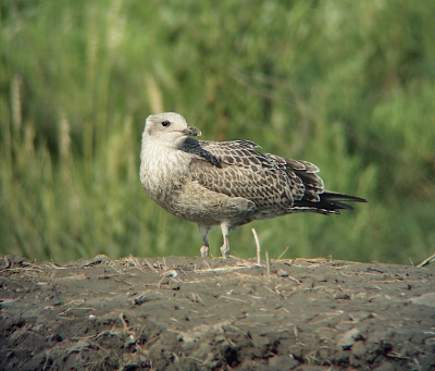 Naast steltlopers en  eenden zijn er ook altijd meeuwen op de pier waar de boot naar Ameland vertrekt. Deze juveniele zilvermeeuw gaf me de kans om enkele mooie foto's te maken.