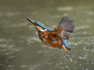 <i class='fa fa-user'></i> Vincent Vuik |   IJsvogel  <i class='fa fa-eye'> 474</i>  <i class='fa fa-thumbs-up'> 33</i>   <i class='fa fa-comment-o'> 19</i>