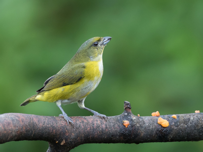<i class='fa fa-user'></i> Paul van Giersbergen |   Geelkeelorganist  <i class='fa fa-eye'> 111</i>   <i class='fa fa-comment-o'> 0</i>