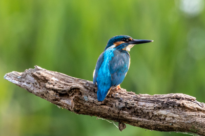 Rond 10:00 uur bij meertje waar veel vogels zaten kwam ijsvogel langs. Licht was prima. Stand van vogel had wat beter mogen zijn maar desondanks goede pose.