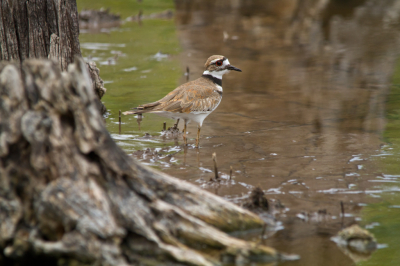 <i class='fa fa-user'></i> gras4711 |   Killdeerplevier  <i class='fa fa-eye'> 258</i>  <i class='fa fa-thumbs-up'> 2</i>   <i class='fa fa-comment-o'> 7</i>