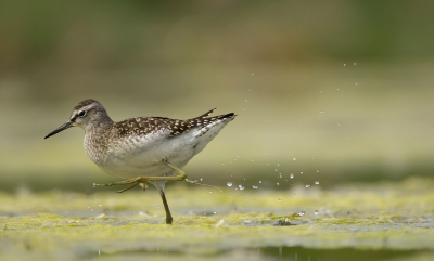 <i class='fa fa-user'></i> Ties Niehof |   Bosruiter  <i class='fa fa-eye'> 273</i>  <i class='fa fa-thumbs-up'> 11</i>   <i class='fa fa-comment-o'> 7</i>