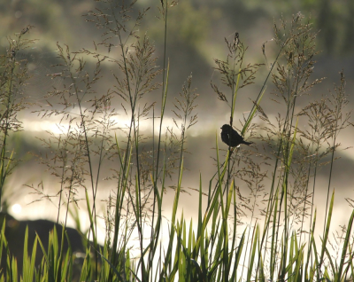 <i class='fa fa-user'></i> kruisje2000 |   Huismus  <i class='fa fa-eye'> 238</i>  <i class='fa fa-thumbs-up'> 17</i>   <i class='fa fa-comment-o'> 11</i>