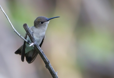 <i class='fa fa-user'></i> charlysax |   Tumbeskolibrie  <i class='fa fa-eye'> 107</i>  <i class='fa fa-thumbs-up'> 3</i>   <i class='fa fa-comment-o'> 1</i>