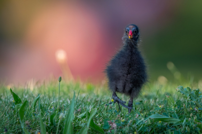 <i class='fa fa-user'></i> Hans Overduin |   Waterhoen  <i class='fa fa-eye'> 387</i>  <i class='fa fa-thumbs-up'> 21</i>   <i class='fa fa-comment-o'> 13</i>