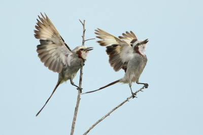 <i class='fa fa-user'></i> Martjan Lammertink |   Lintstaarttiran  <i class='fa fa-eye'> 150</i>  <i class='fa fa-thumbs-up'> 8</i>   <i class='fa fa-comment-o'> 6</i>