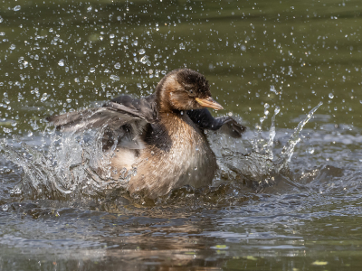 <i class='fa fa-user'></i> Marcel van der Tol |   Dodaars  <i class='fa fa-eye'> 187</i>  <i class='fa fa-thumbs-up'> 8</i>   <i class='fa fa-comment-o'> 7</i>