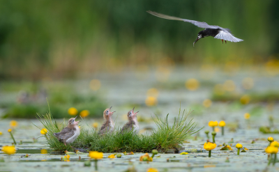 <i class='fa fa-user'></i> Hans Overduin |   Zwarte Stern  <i class='fa fa-eye'> 403</i>  <i class='fa fa-thumbs-up'> 26</i>   <i class='fa fa-comment-o'> 10</i>