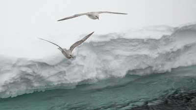 Onderweg naar Spitsbergen op het expeditieschip de Ortelius, echt kunnen genieten van Noordse stormvogels. De weersomstandigheden waren niet echt geweldig maar de reis, zeker wel.