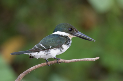 <i class='fa fa-user'></i> Paul van Giersbergen |   Groene IJsvogel  <i class='fa fa-eye'> 177</i>  <i class='fa fa-thumbs-up'> 10</i>   <i class='fa fa-comment-o'> 6</i>