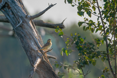 <i class='fa fa-user'></i> Vincent Vuik |   Draaihals  <i class='fa fa-eye'> 373</i>  <i class='fa fa-thumbs-up'> 16</i>   <i class='fa fa-comment-o'> 16</i>