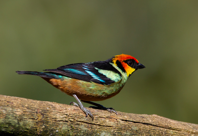 <i class='fa fa-user'></i> charlysax |   Vuurmaskertangare  <i class='fa fa-eye'> 179</i>  <i class='fa fa-thumbs-up'> 6</i>   <i class='fa fa-comment-o'> 3</i>