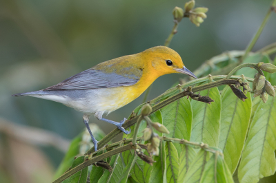 <i class='fa fa-user'></i> Paul van Giersbergen |   Citroenzanger  <i class='fa fa-eye'> 159</i>  <i class='fa fa-thumbs-up'> 5</i>   <i class='fa fa-comment-o'> 3</i>