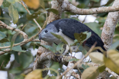 <i class='fa fa-user'></i> Paul van Giersbergen |   Grijskopwouw  <i class='fa fa-eye'> 163</i>   <i class='fa fa-comment-o'> 0</i>