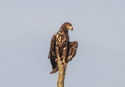 als je om zeven uur ochtends het gevogelte van de koning vogel in zijn hele mantel mag zeggen van Flevoland