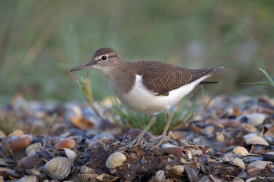 <i class='fa fa-user'></i> Ties Niehof |   Oeverloper  <i class='fa fa-eye'> 252</i>  <i class='fa fa-thumbs-up'> 14</i>   <i class='fa fa-comment-o'> 8</i>