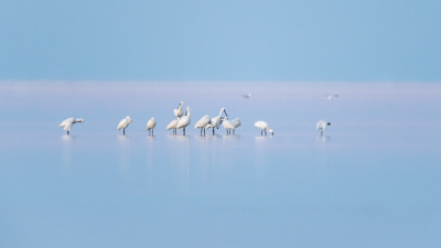 <i class='fa fa-user'></i> Conny Schotanus |   Lepelaar  <i class='fa fa-eye'> 445</i>  <i class='fa fa-thumbs-up'> 30</i>   <i class='fa fa-comment-o'> 16</i>