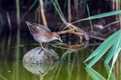 <i class='fa fa-user'></i> pjvantuil |   Kleinst Waterhoen  <i class='fa fa-eye'> 426</i>  <i class='fa fa-thumbs-up'> 14</i>   <i class='fa fa-comment-o'> 6</i>