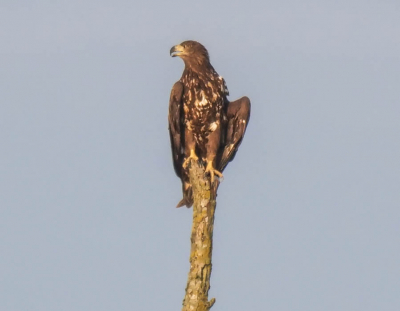 De koning van de  Oostvaardersplassen in ochtend vroeg in zijn mantel on een boomstam