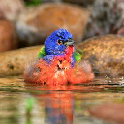 Texas is one of the few states Painted Buntings migrate to in the Spring.  The southeast portion of the US have Painted Buntings that reside there the year round.  They look just a bit different than the P.B.s that are in Texas.