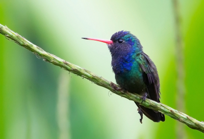 <i class='fa fa-user'></i> charlysax |   Witkinsaffierkolibrie  <i class='fa fa-eye'> 125</i>  <i class='fa fa-thumbs-up'> 5</i>   <i class='fa fa-comment-o'> 5</i>