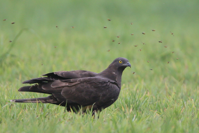 <i class='fa fa-user'></i> Henk Wiebe van der Meulen |   Wespendief  <i class='fa fa-eye'> 533</i>  <i class='fa fa-thumbs-up'> 23</i>   <i class='fa fa-comment-o'> 16</i>