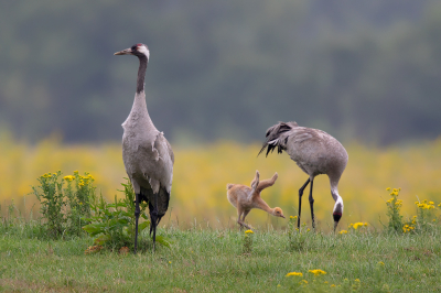 <i class='fa fa-user'></i> Peter Soer |   Kraanvogel  <i class='fa fa-eye'> 471</i>  <i class='fa fa-thumbs-up'> 22</i>   <i class='fa fa-comment-o'> 10</i>