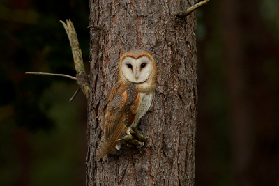 <i class='fa fa-user'></i> erwinhamer |   Kerkuil  <i class='fa fa-eye'> 436</i>  <i class='fa fa-thumbs-up'> 24</i>   <i class='fa fa-comment-o'> 11</i>