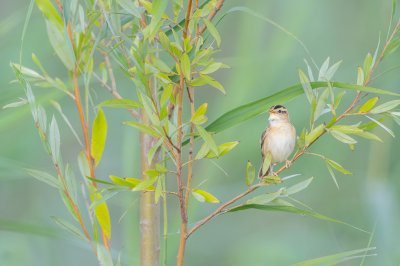 <i class='fa fa-user'></i> Hans Overduin |   Waterrietzanger  <i class='fa fa-eye'> 341</i>  <i class='fa fa-thumbs-up'> 12</i>   <i class='fa fa-comment-o'> 11</i>