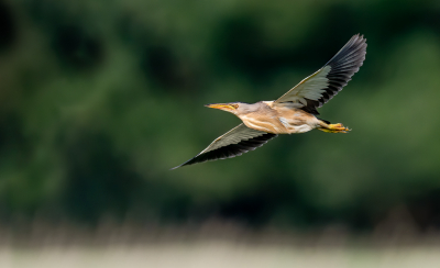 <i class='fa fa-user'></i> nielsandeweg |   Woudaap  <i class='fa fa-eye'> 373</i>  <i class='fa fa-thumbs-up'> 9</i>   <i class='fa fa-comment-o'> 11</i>